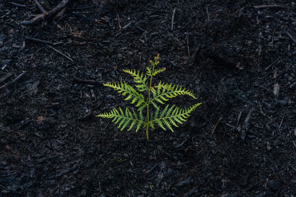 sapling growing
