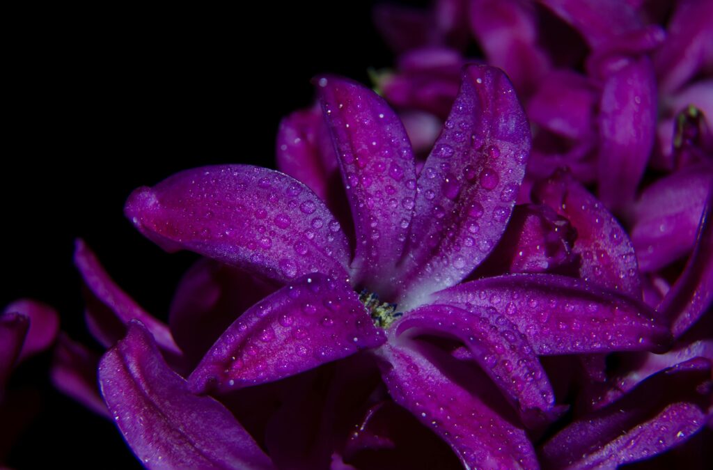 Beautiful flowers