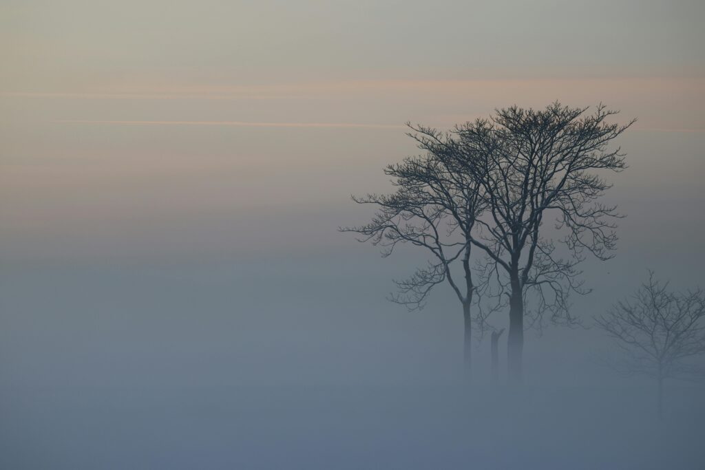 foggy trees