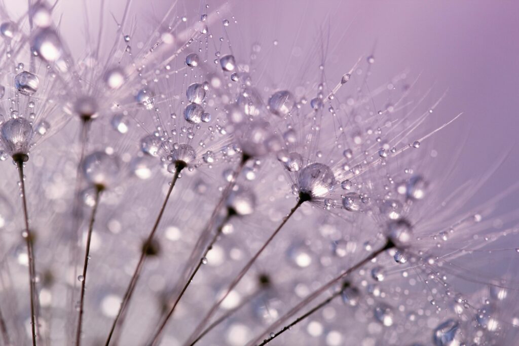 water droplets on a flower