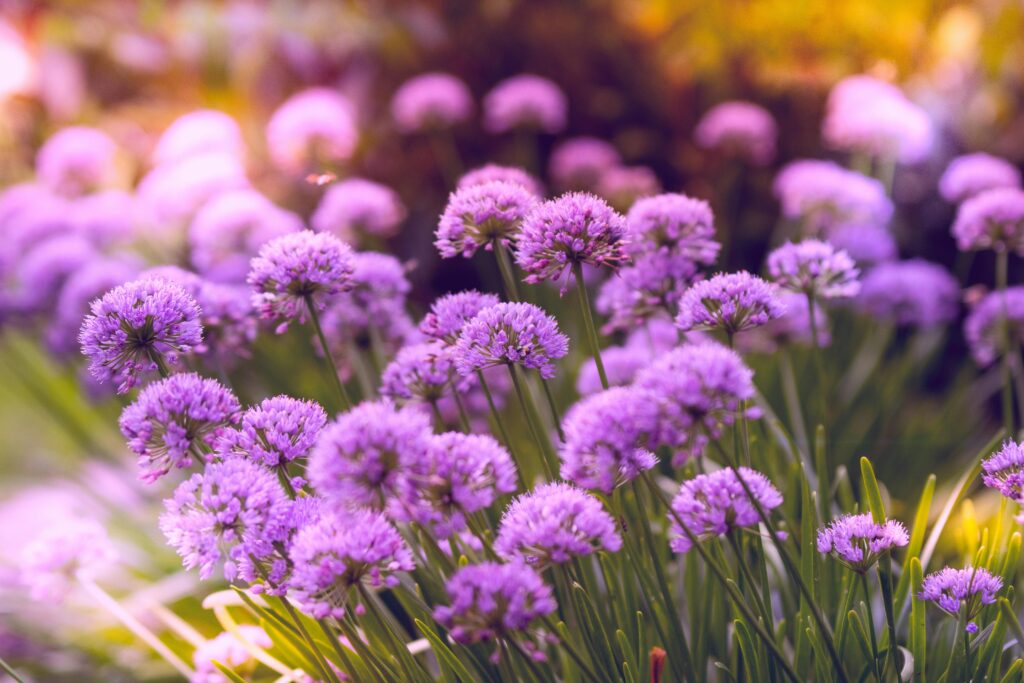 purple wildflowers