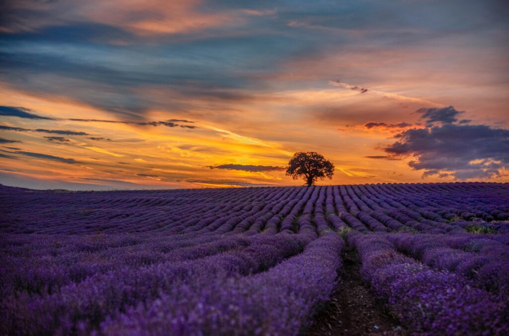 Field of purple flowers at sunset